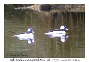 Bufflehead males