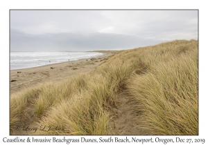 Coastline & Beachgrass Dunes