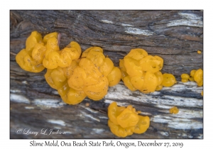 Slime Mold