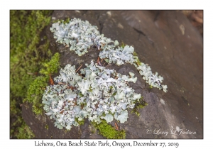 Lichens