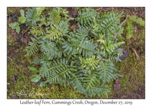 Leather-leaf Fern