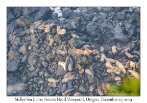 Steller Sea Lions