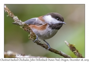 Chestnut-backed Chickadee