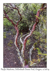 Pacific Madrone