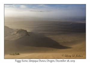 Foggy Dunes