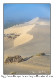 Foggy Dunes