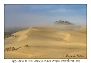 Foggy Dunes