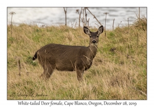 White-tailed Deer