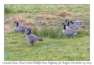 Canada Goose