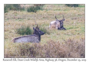 Roosevelt Elk