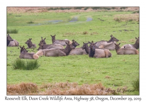 Roosevelt Elk