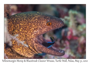 Yellowmargin Moray & Bluestreak Cleaner Wrasse