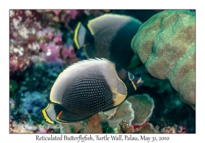 Reticulated Butterflyfish