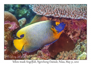 Yellow-mask Angelfish