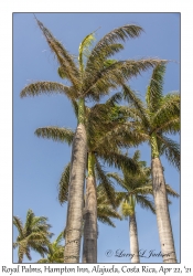 Royal Palms