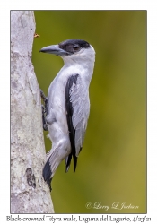 Black-crowned Tityra male