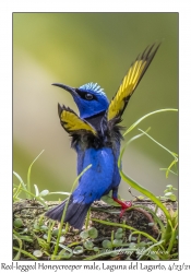 Red-legged Honeycreeper male