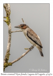 Black-crowned Tityra female