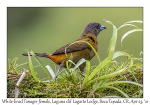 White-lined Tanager female