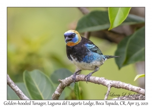 Golden-hooded Tanager