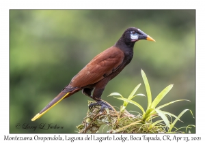 Montezuma Oropendola