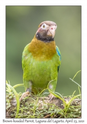 Brown-hooded Parrot