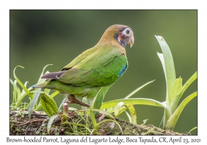 Brown-hooded Parrot