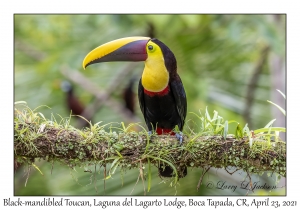 Black-mandibled Toucan