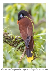 Montezuma Oropendola male