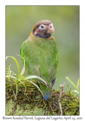 Brown-hooded Parrot