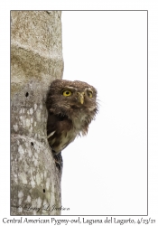 Central American Pygmy-owl