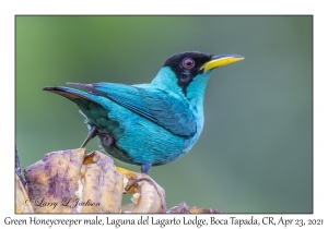 Green Honeycreeper male