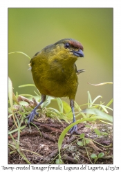 Tawny-crested Tanager female