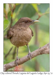 Clay-colored Thrush