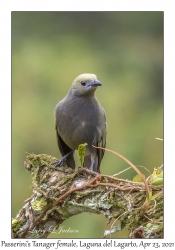 Passerini's Tanager female