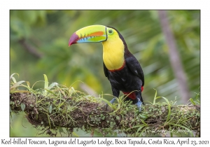 Keel-billed Toucan