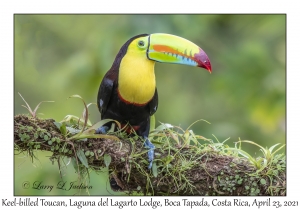 Keel-billed Toucan