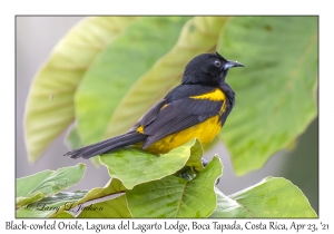 Black-cowled Oriole