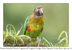 Brown-hooded Parrot