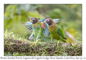 Brown-hooded Parrots