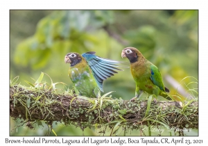 Brown-hooded Parrots