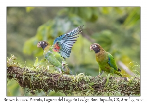 Brown-hooded Parrots