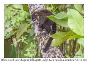 White-nosed Coati