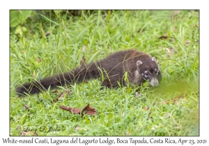 White-nosed Coati