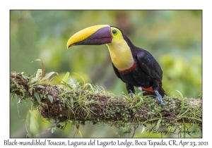 Black-mandibled Toucan