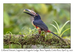 Collared Aracari