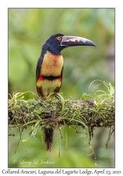 Collared Aracari