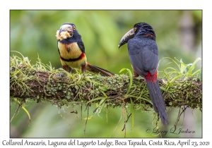 Collared Aracaris