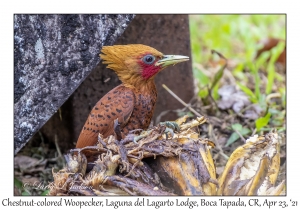 Chestnut-colored Woodpecker