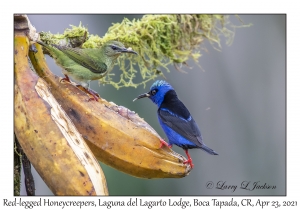 Red-legged Honeycreepers